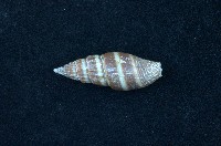 藏品(黑筆螺)的圖片